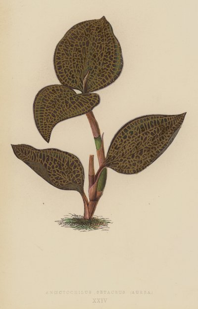 Anoectochilus Setaceus, Aurea de English School